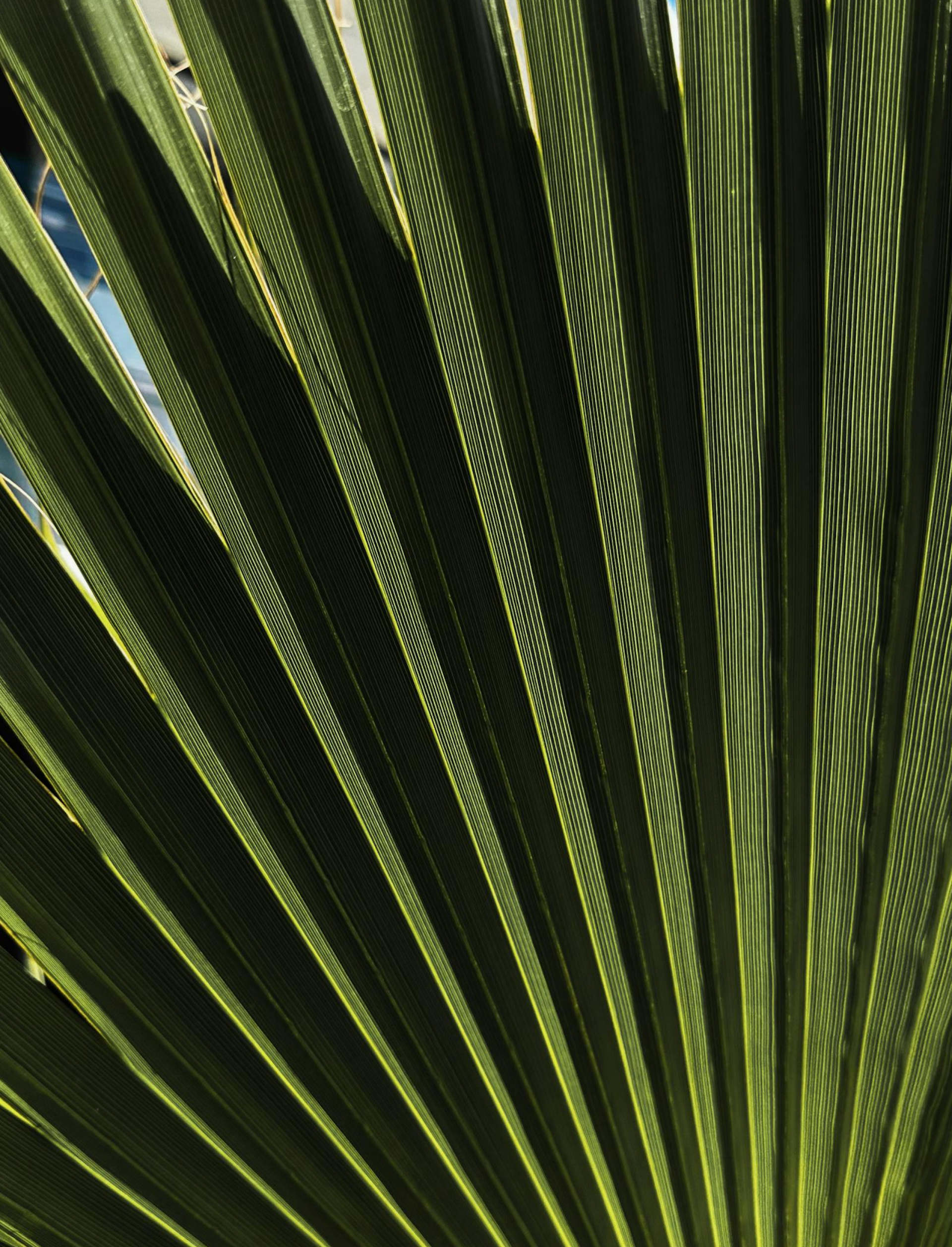 Close-up of a green palm leaf with parallel lines radiating outwards.