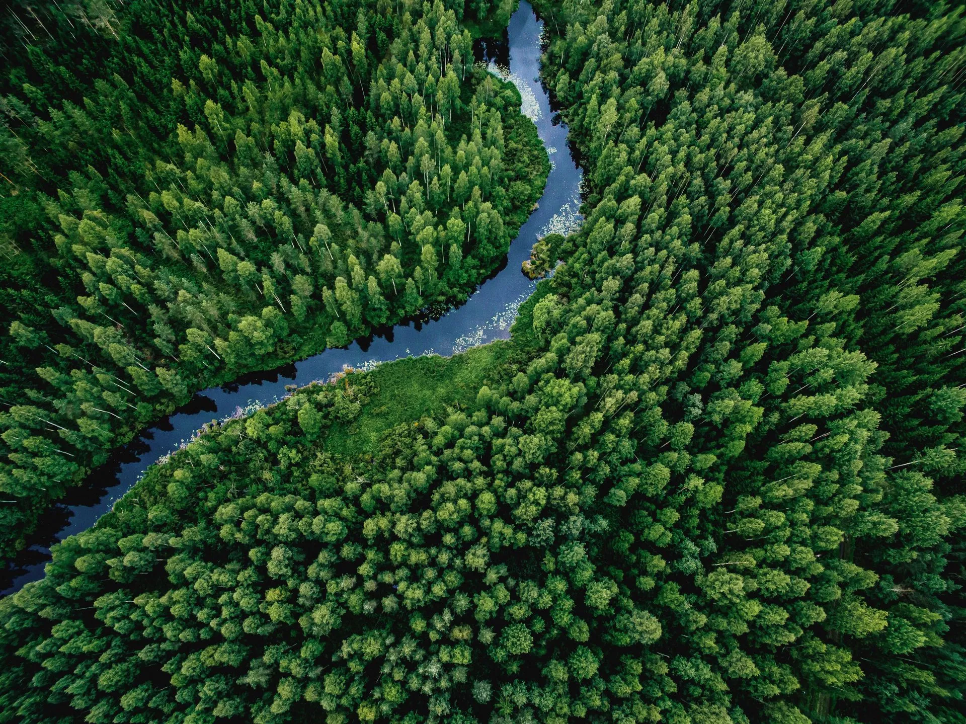 Aerial view of a winding river flowing through a lush green forest.